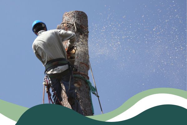 tree removal service tree removal service