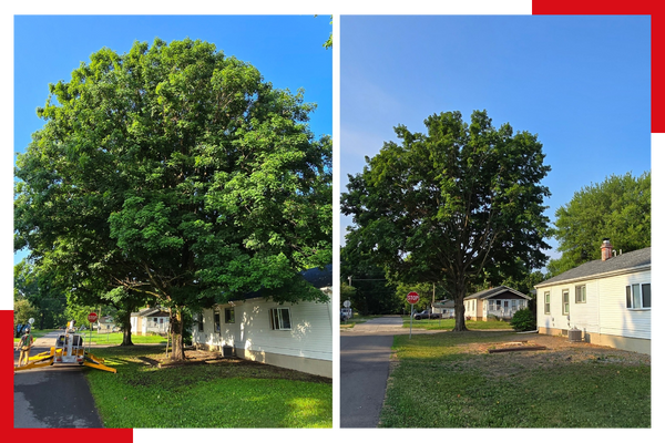 Before and after tree trimming service