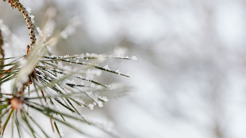 snow on pine tree needles 