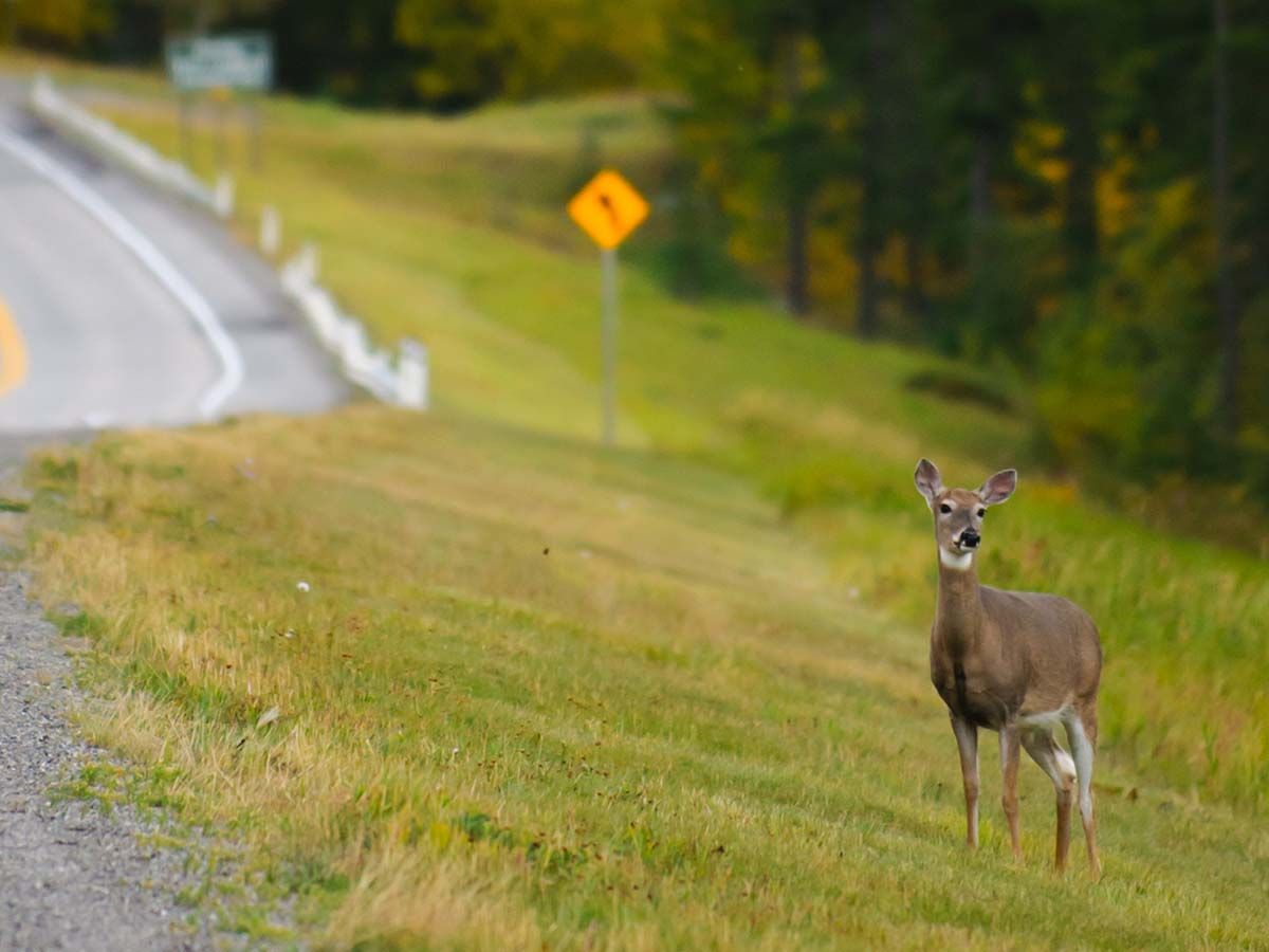 A deer standing on the side of a road going through the mountains.