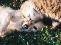 cat and dog laying on grass