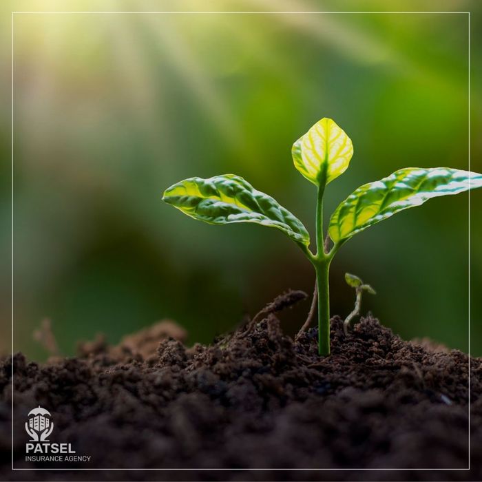 sapling growing strong from soil