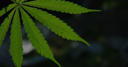 A large cannabis leaf