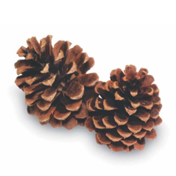 Bindle & Brass 21 in Loblolly Pinecones 3-Stem - Dried Natural (2