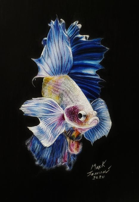 Betta