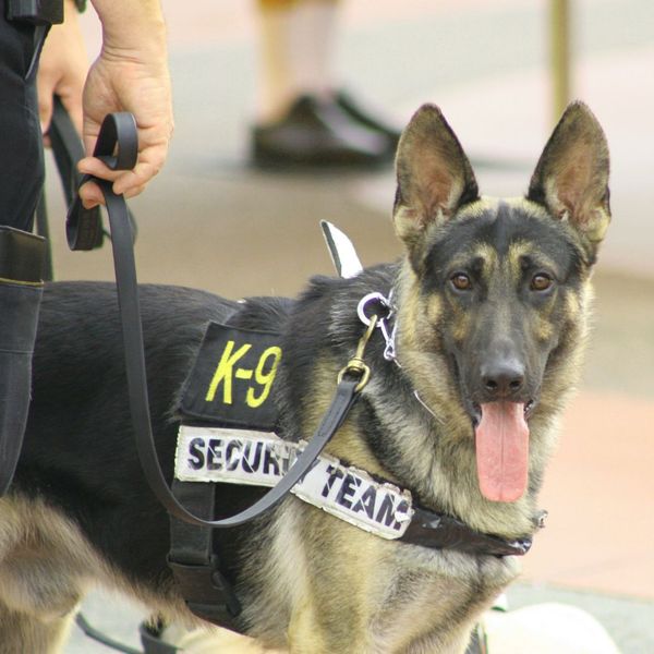 a K-9 unit Number One Trusted Crime Prevention (3).jpg