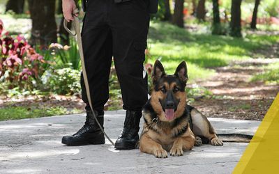 German Shepherd laying outside next to officer