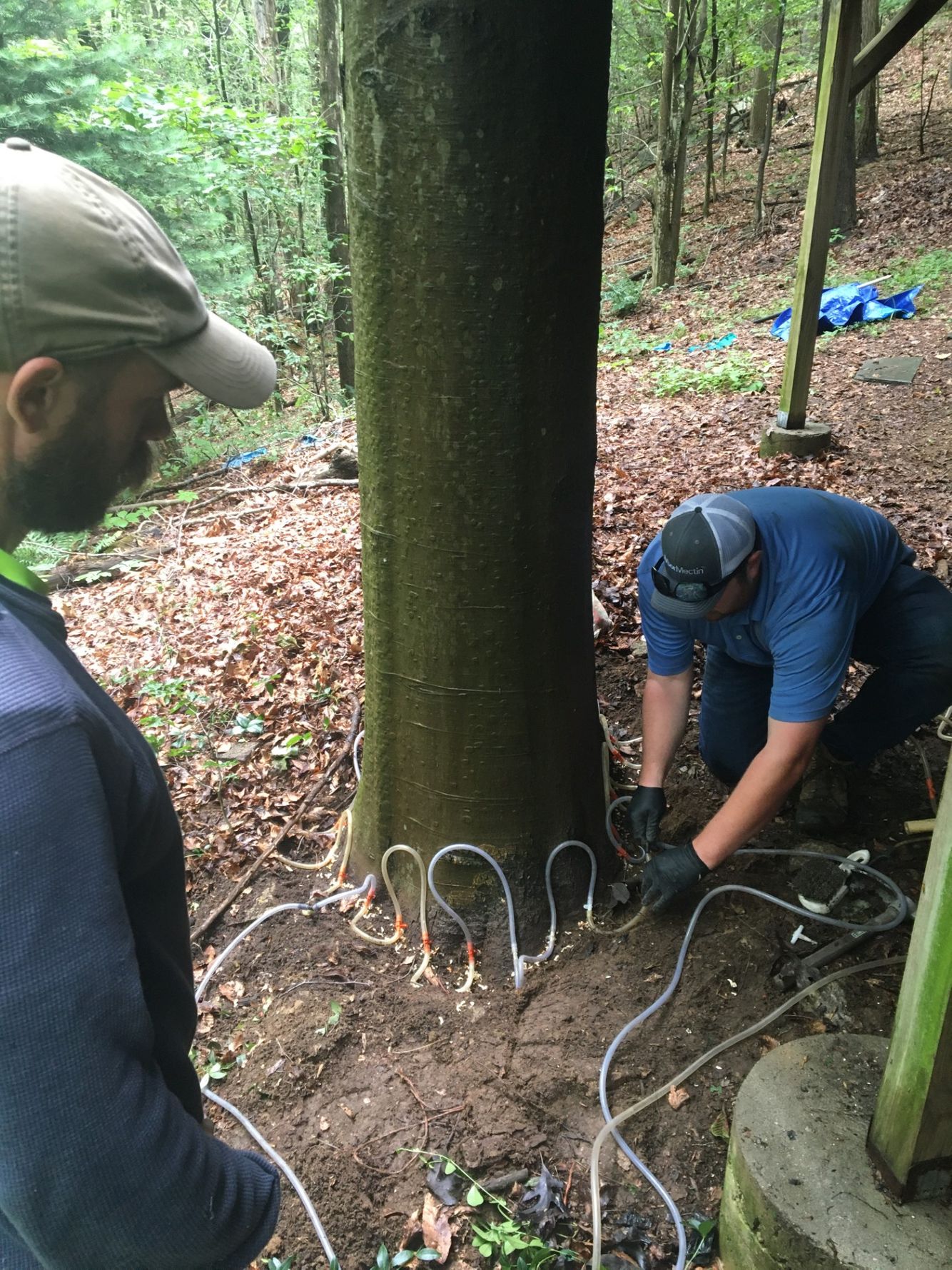 Bob from Rainbow Ecoscience - Beech demo.jpg
