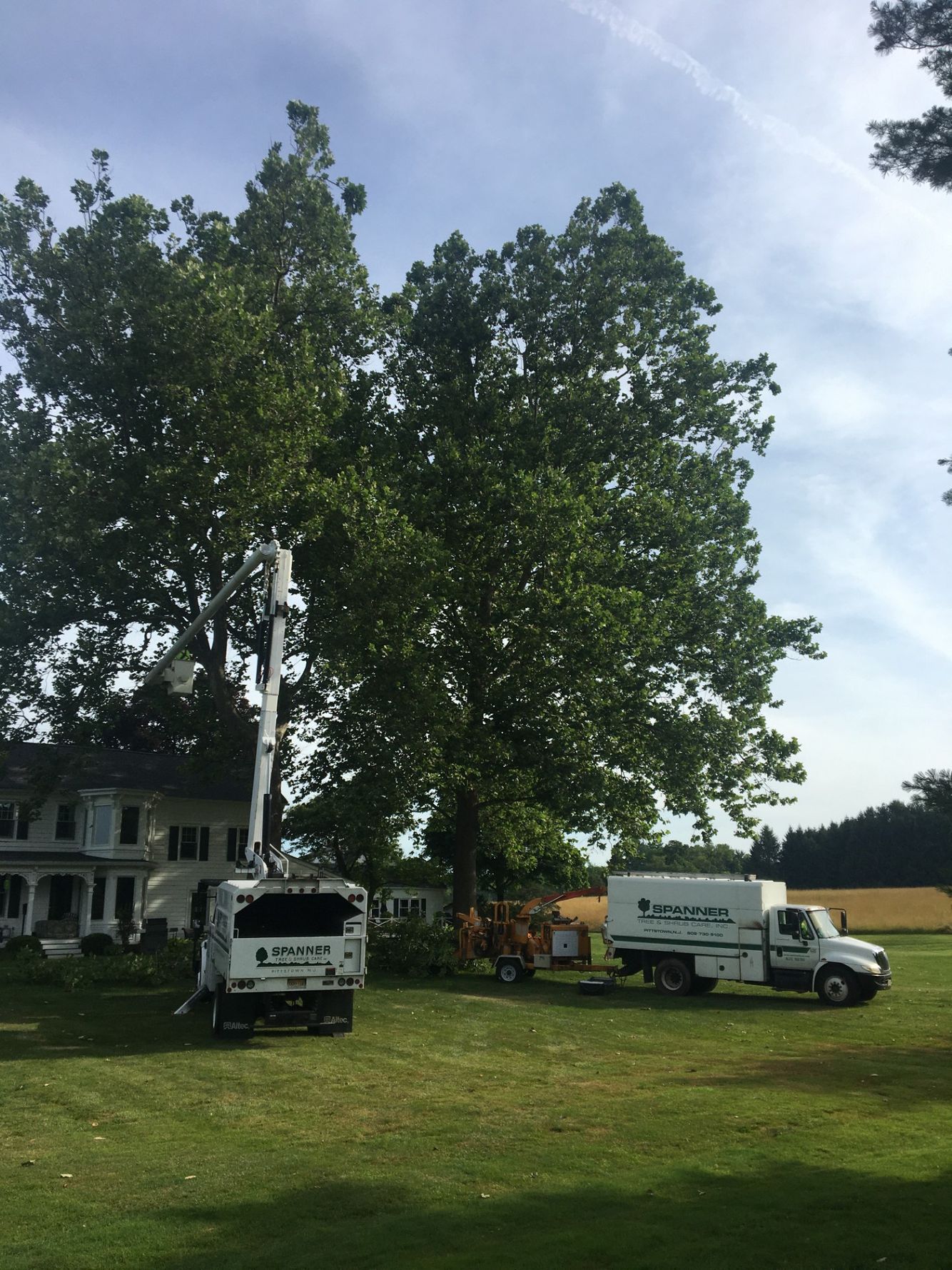 Milford - pruning Sycamores #2.jpg