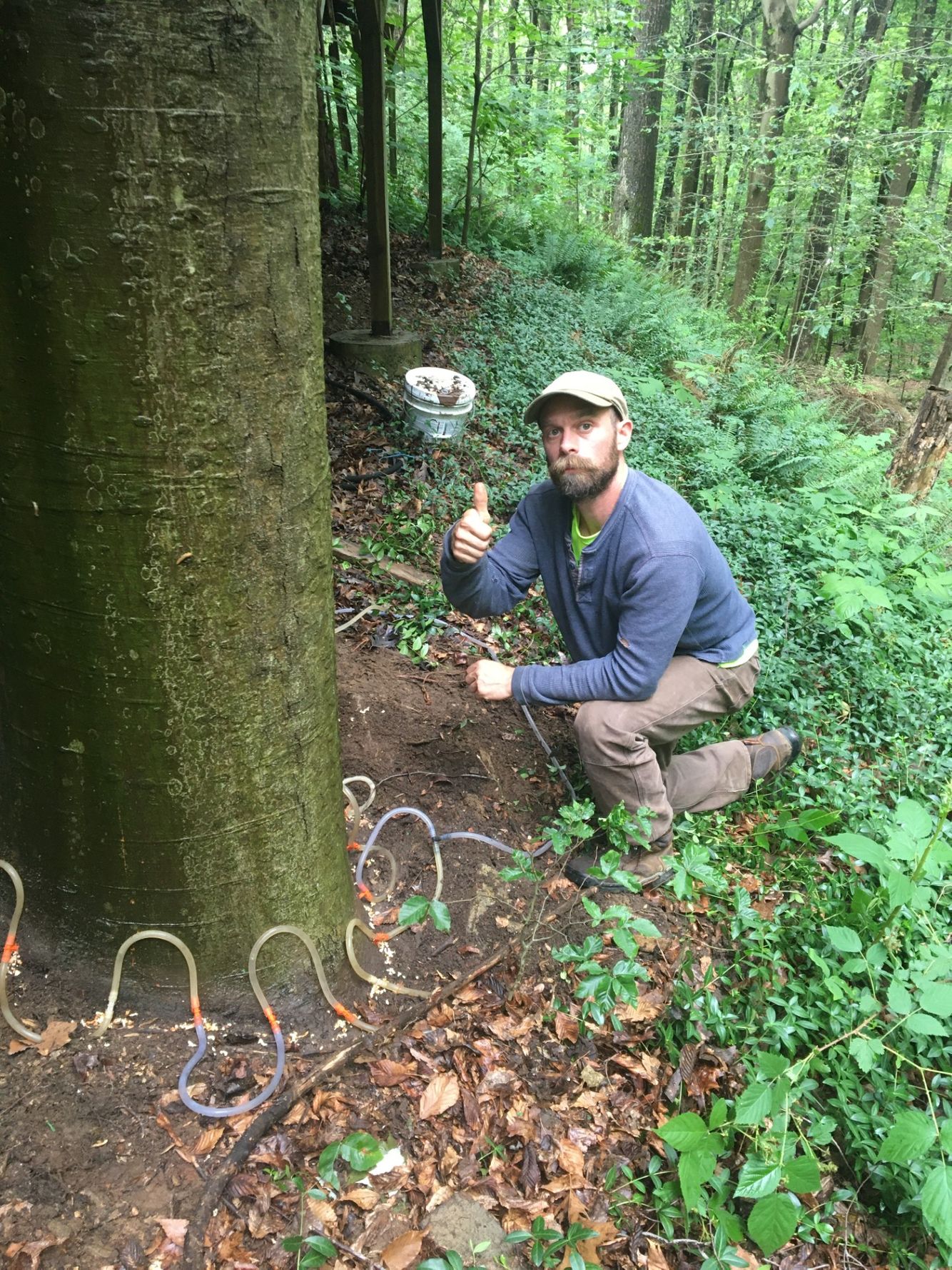 Tim treating Beech.jpg