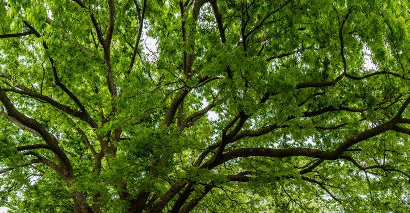 The Emerald Ash Borer Ash Tree Disease Prevention, Treatment, & Removal .jpg