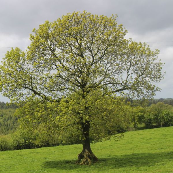 Expert Care for Your Ash Trees.jpg