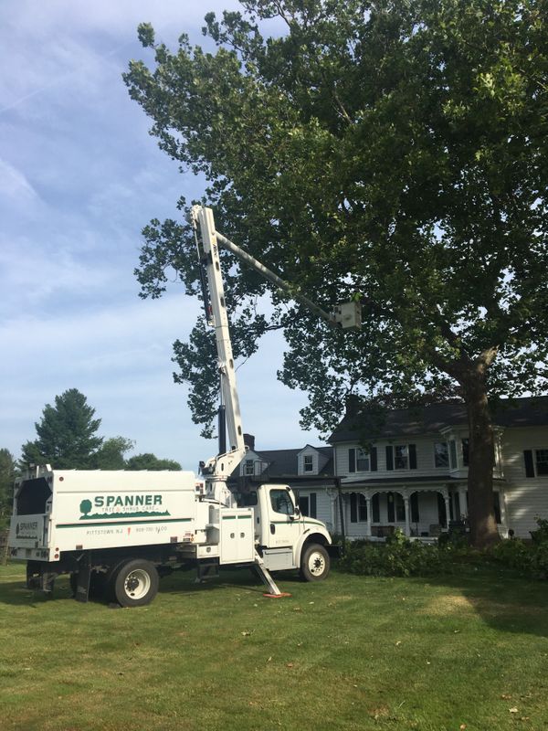 Milford - pruning Sycamores.jpg