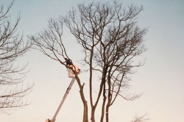 person in a bucket removing a tree branch