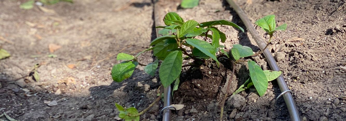 irrigation services overview part 1
