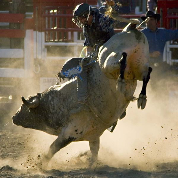 Man riding a bucking bull
