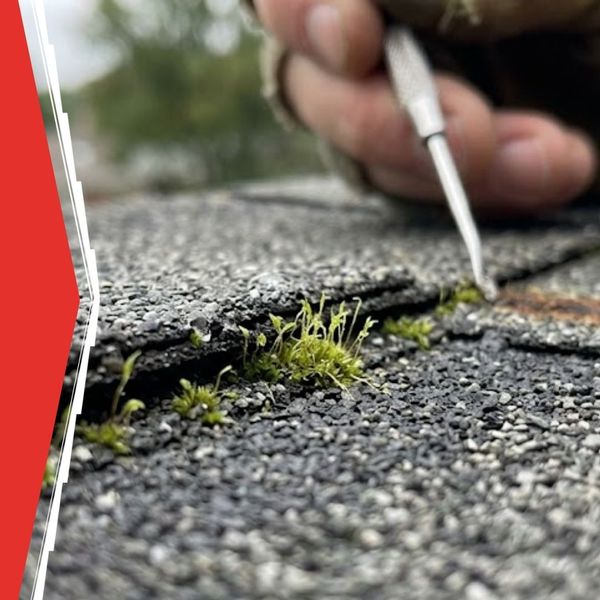 moss growth on roof