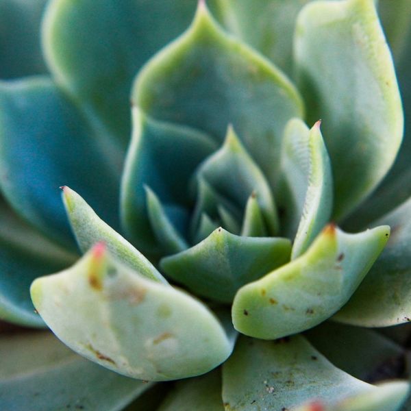 image - residential - xeriscaping.jpg