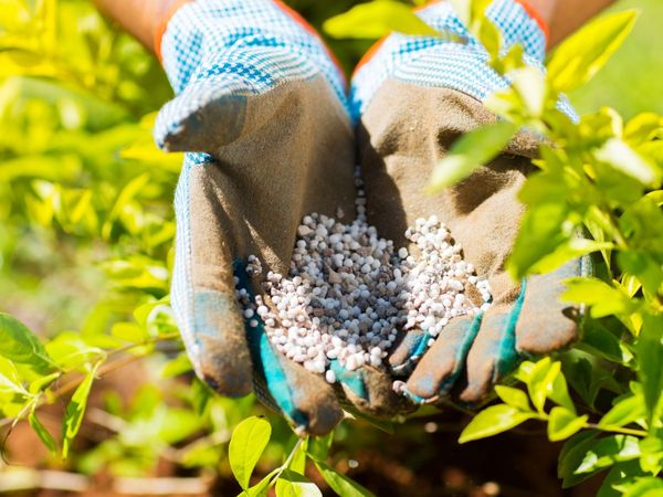 hands holding fertilizer
