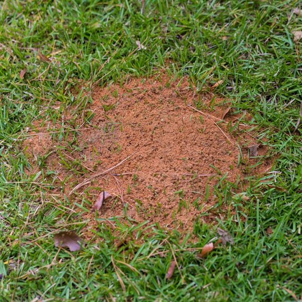 ants in yard