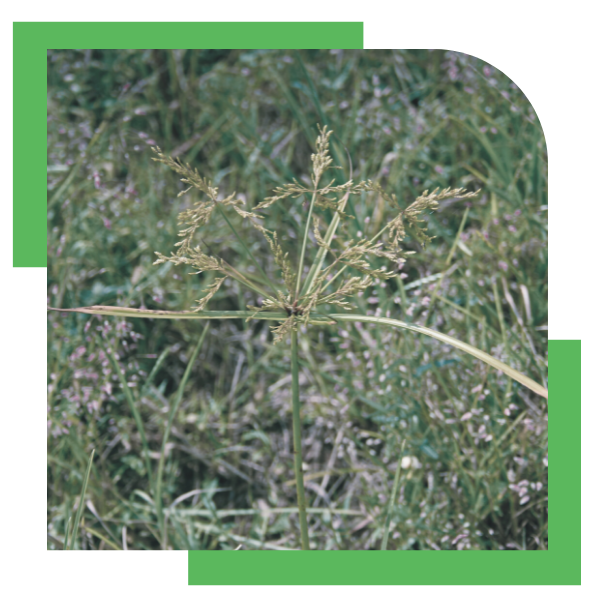 Yellow Nutsedge image 1.png