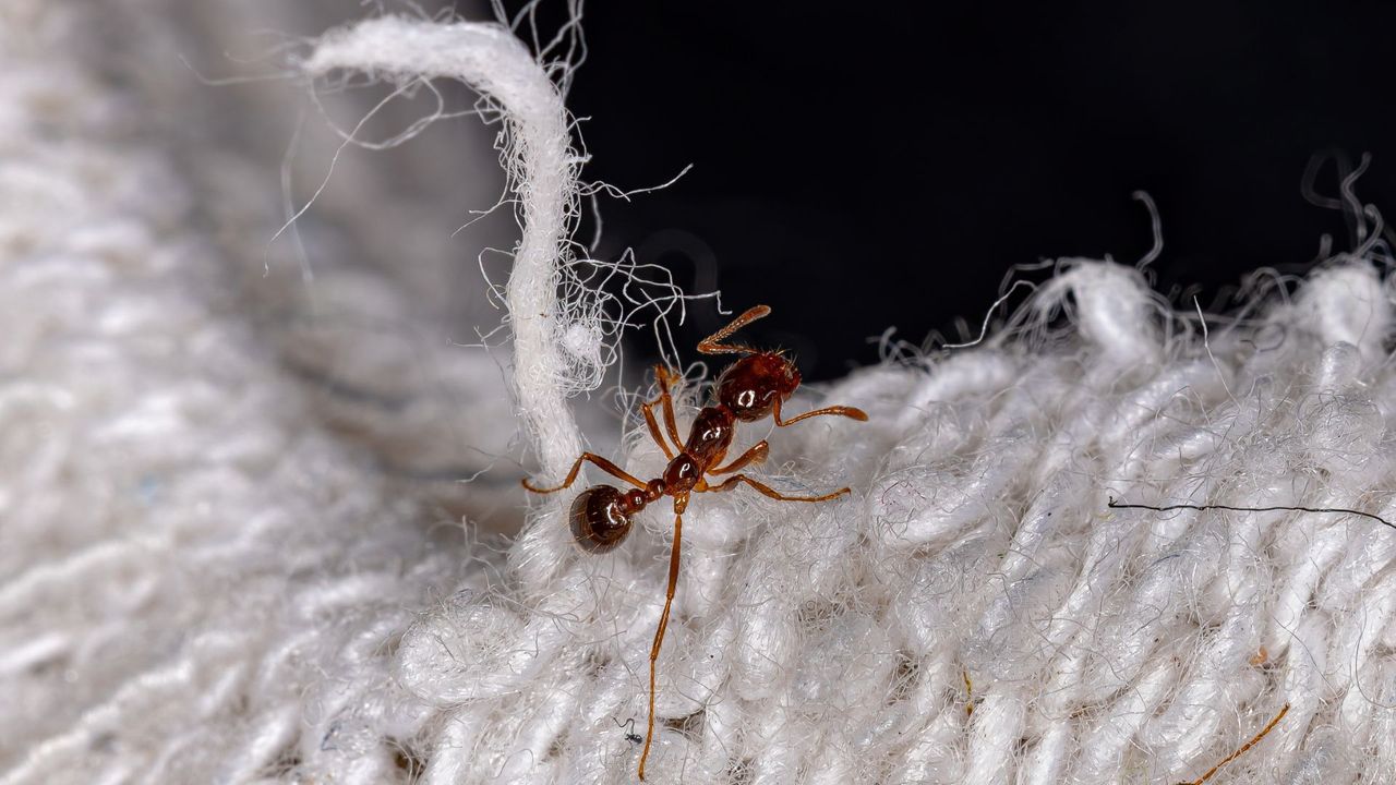M11079 - Blog - Why You Need Professional Help To Remove Fire Ants-featured.jpg