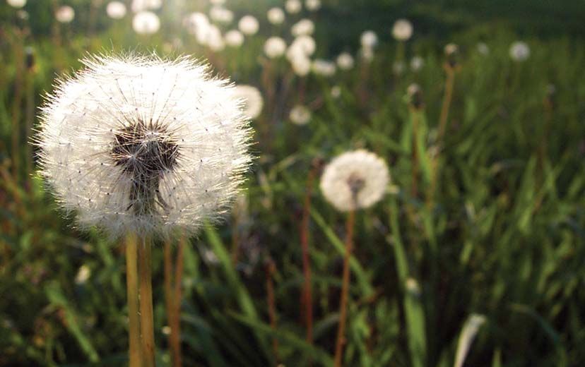 Dandelion weeds