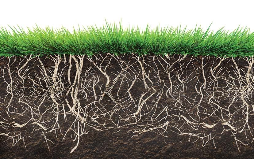 Lawn roots
