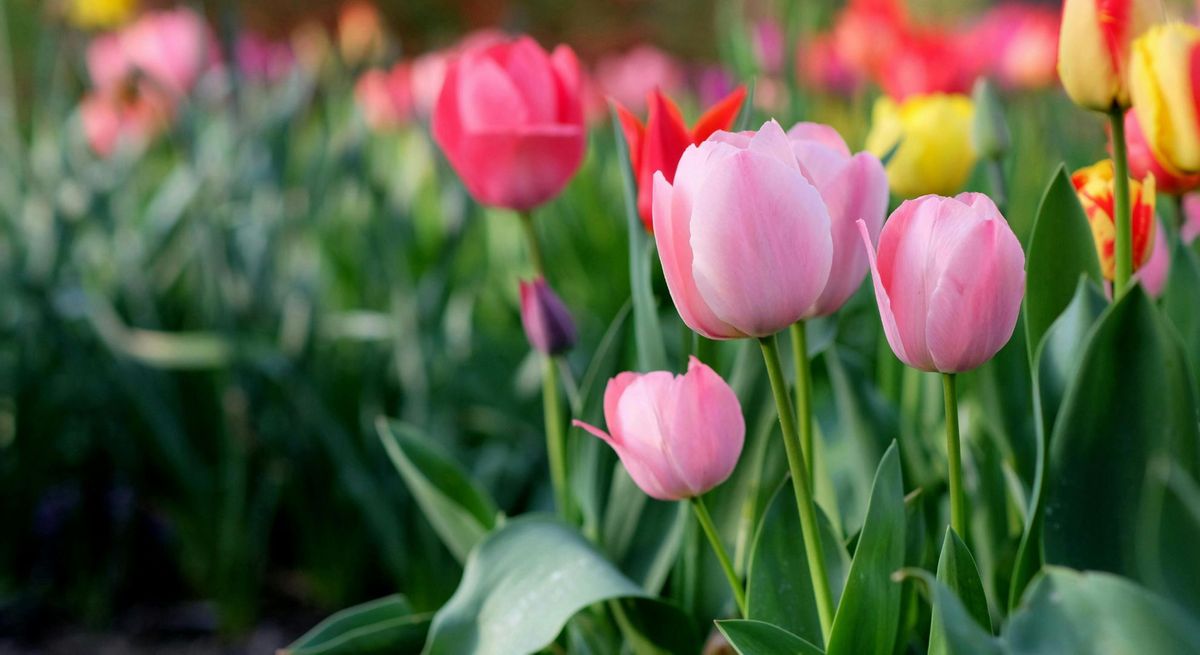 When To Consider A Full Roof Replacement Hero (3).jpg