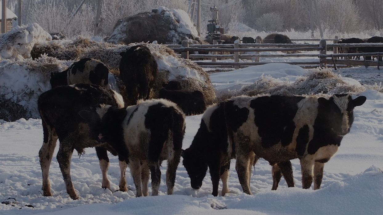 livestock in winter