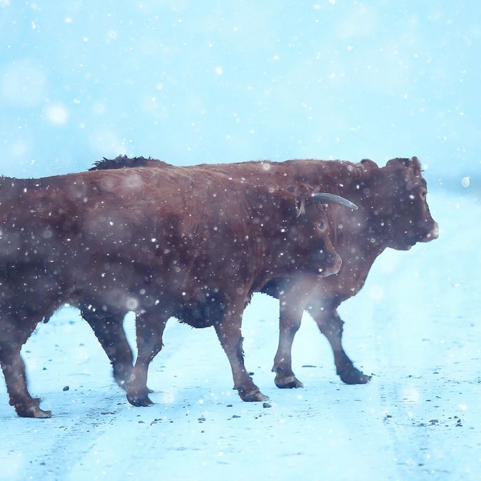 livestock in a snowstorm