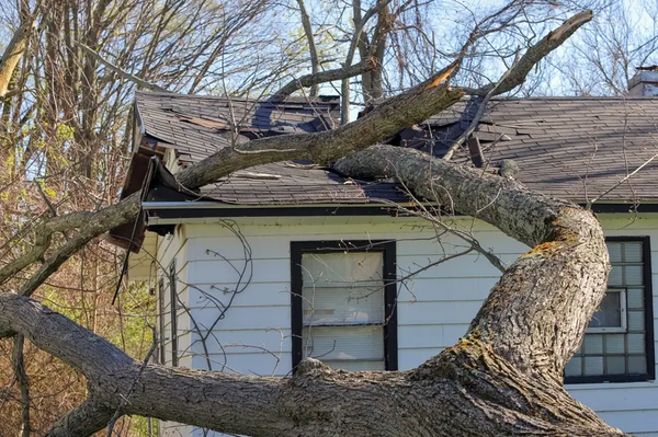 tree through roof.png
