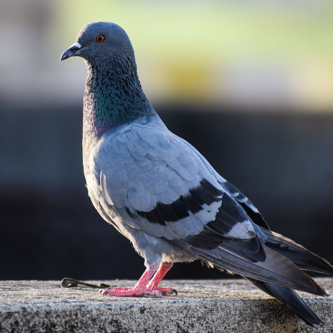 Pigeon Pest Control.jpg