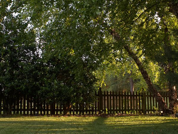 Large, grassy backyard at sunset with large tree. 