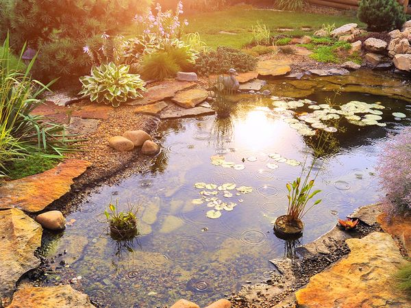  Small backyard pond with a small waterfall. 