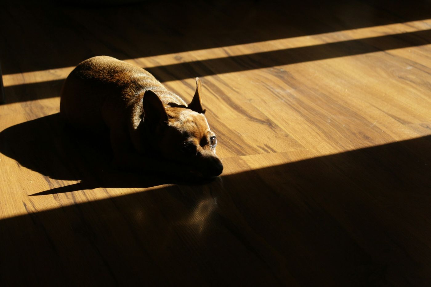 pet-friendly flooring.jpg