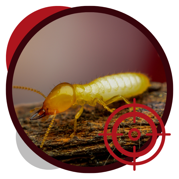 A termite