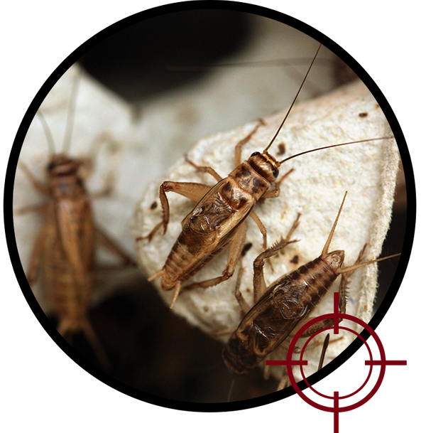 crickets-img.2205191751550.png