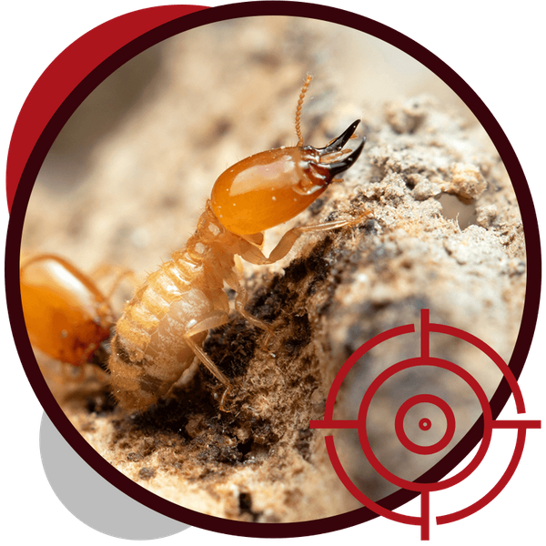 image of a termite