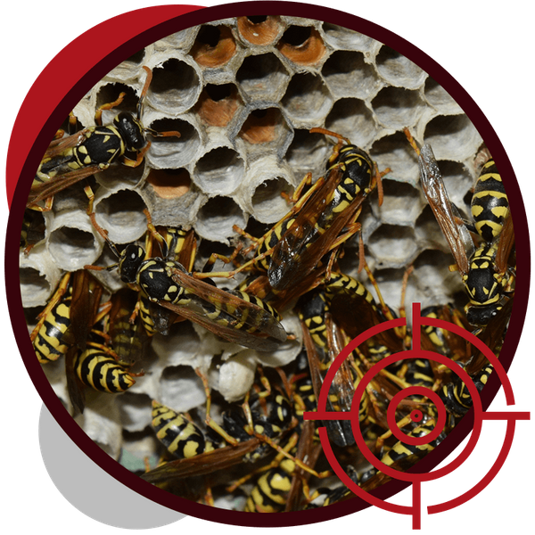 image of wasps