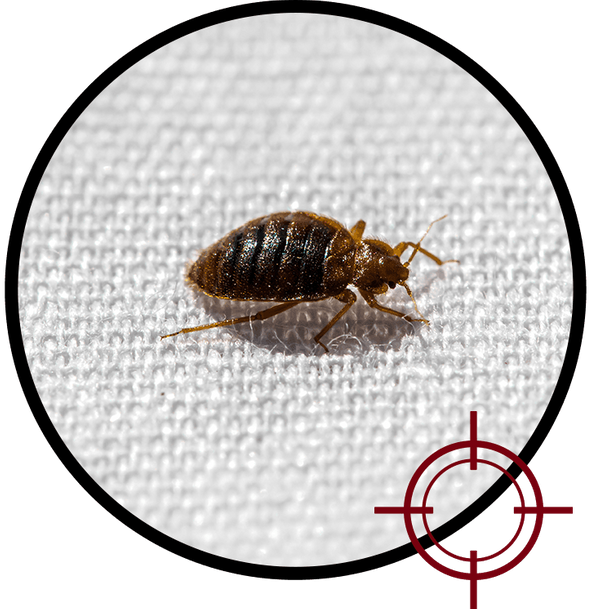 bedbug-img.2205201021550.png