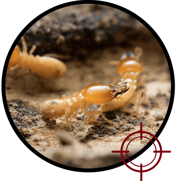 termite-img.2205201021550.png