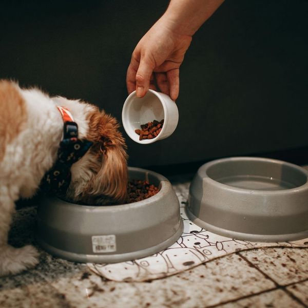 person feeding a dog
