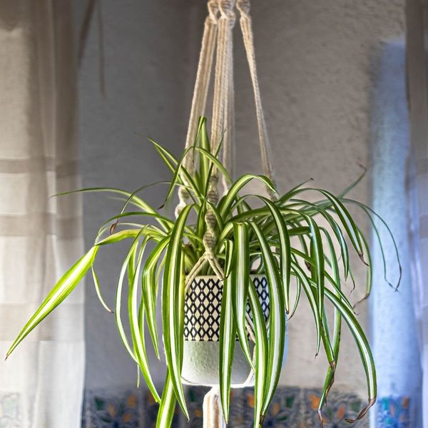 hanging spider plant