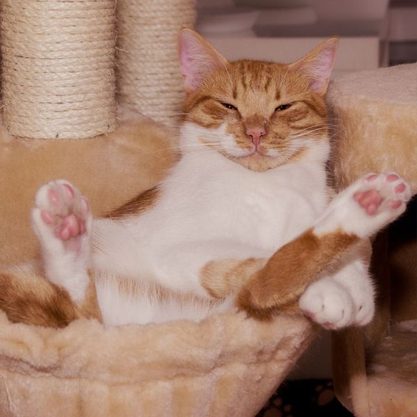 cat in a hammock cat in a hammock