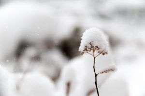 snow covered flower