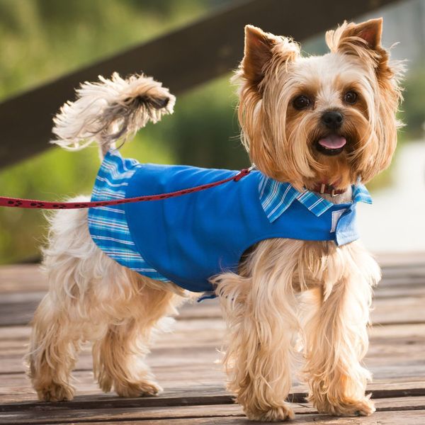 dog on a leash dog on a leash