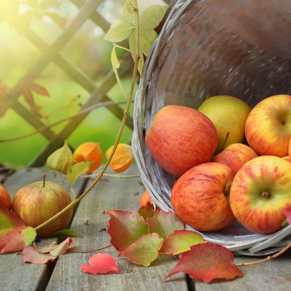 Celebrate at the Annual Windsor Harvest Festival.jpg