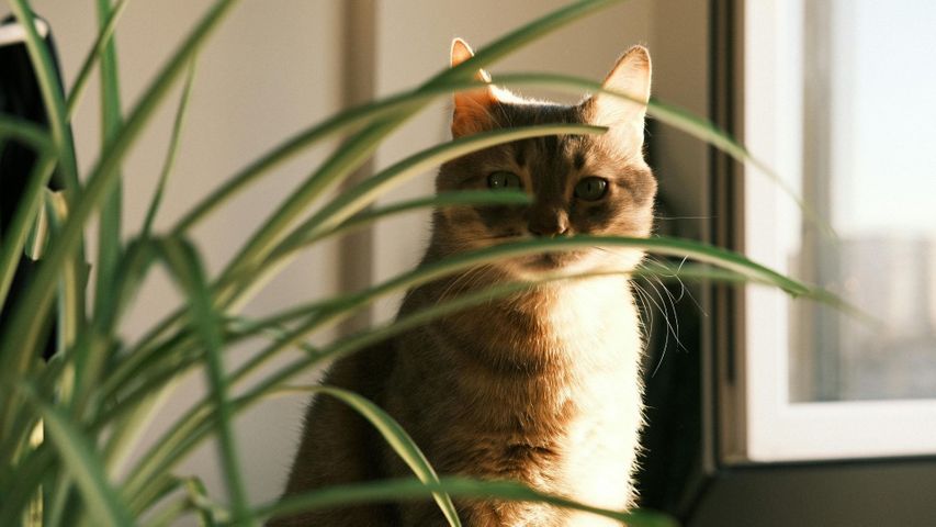 cat behind a plant in an apartment