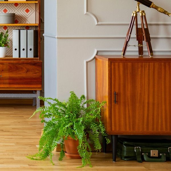 fern on the floor